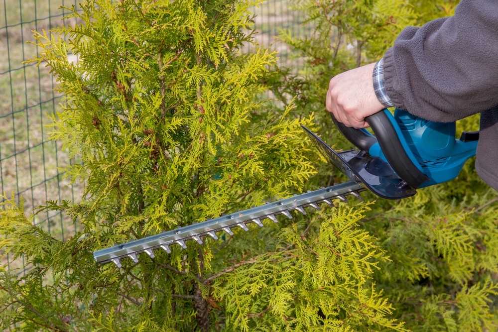 which type of hedge trimmer do I need