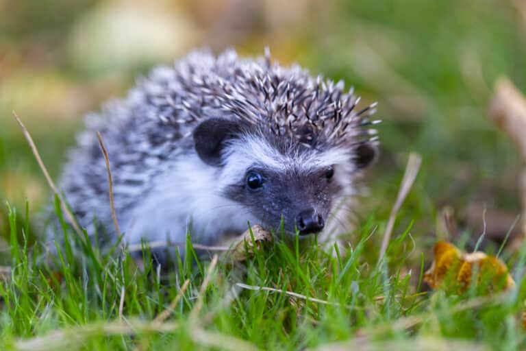Do Cat Deterrents Affect Hedgehogs? Find Out Now!