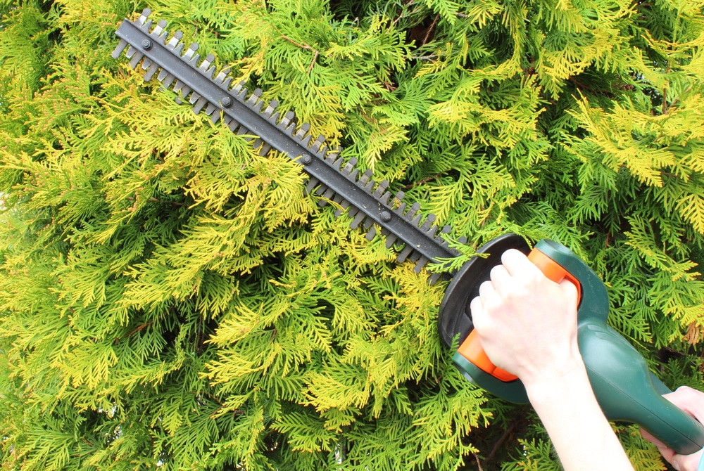 hedge trimmer vs chainsaw